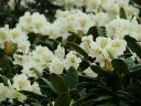 deka__Rhododendron_caucasicum.jpg